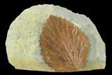 Fossil Leaf (Davidia) - Montana #120779-1